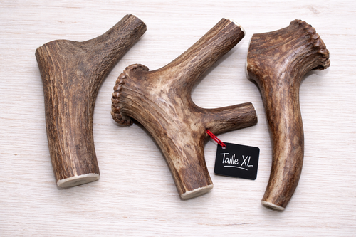 Bois de cerf entier pour chien –Friandise naturelle à mâcher- Mastication naturelle longue durée